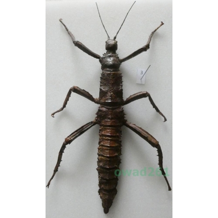 Eurycantha calcarata ssp. (Boisduval, 1835) female ex. ovo, New Guinea +130mm3